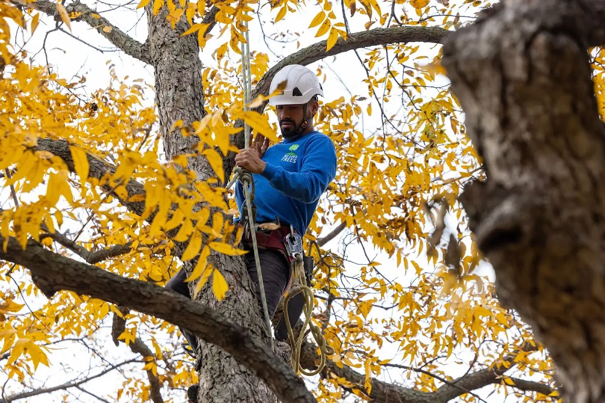 Skilled Tree Planting crew working in Memphis