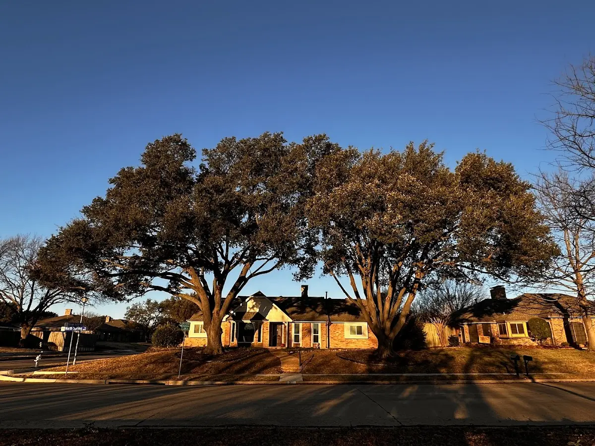 Established residential canopy tree shading a home in Memphis